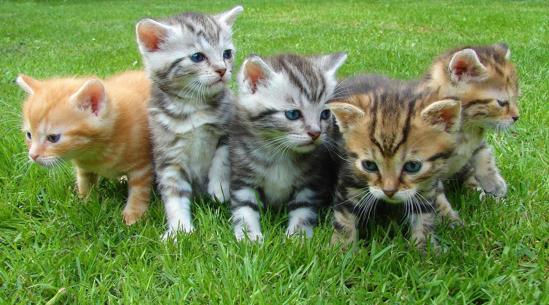 Rabbit Spay Castrate Neutering Prices in Surrey