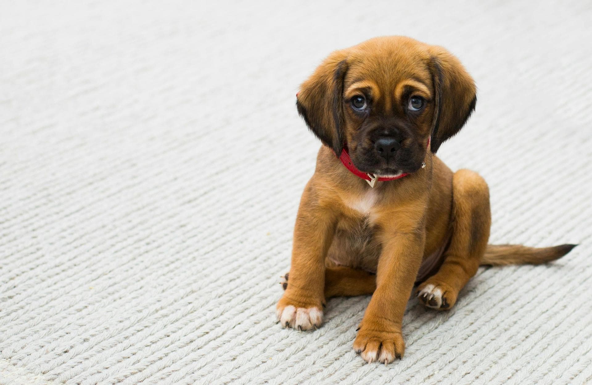 Best Vets in Haslemere