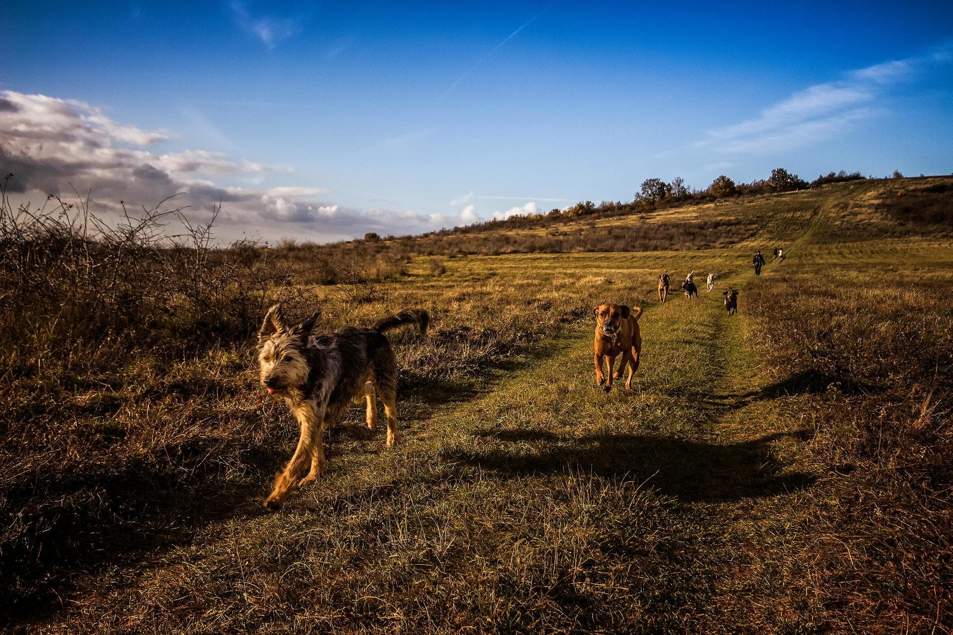 Best Vets in Ashtead