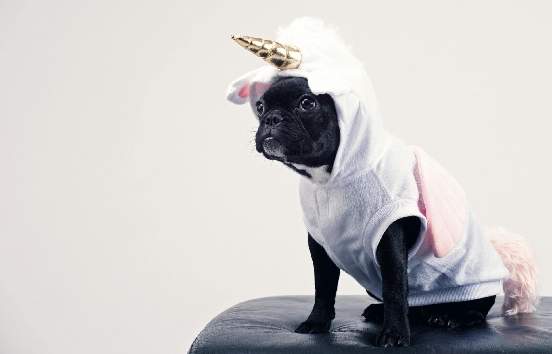 Best Vets in Cranleigh