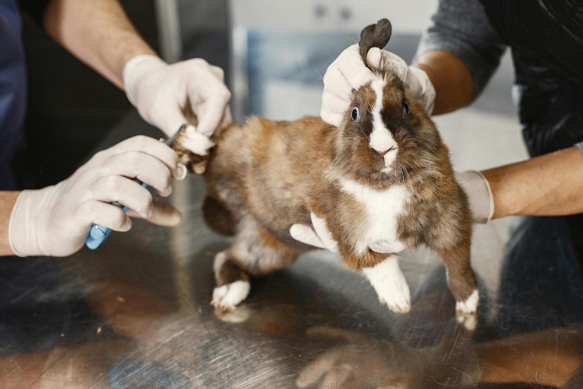 Dog & Cat Vets in Ashtead