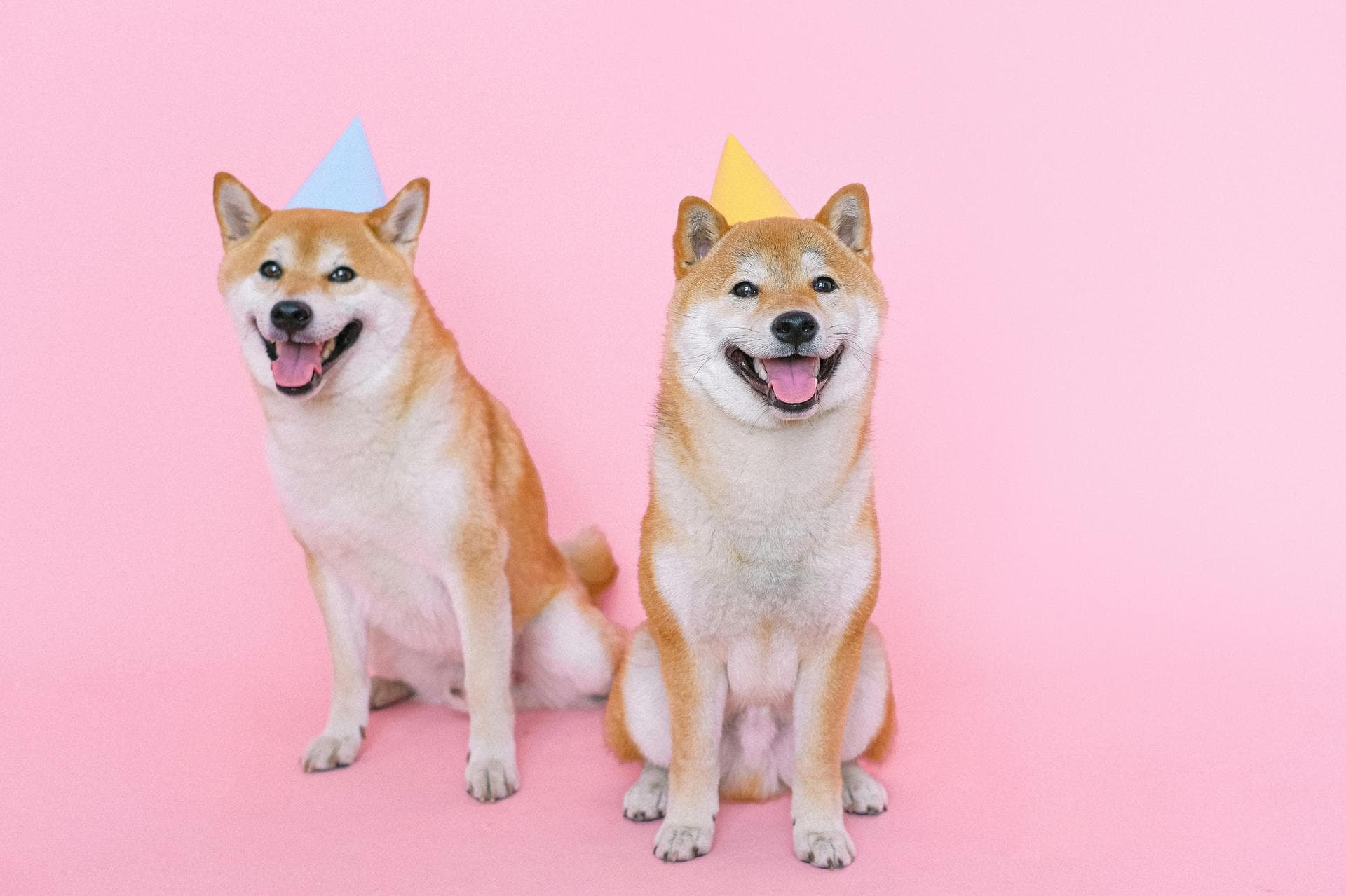 Dog & Cat Vets in Camberley